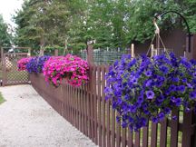 Hanging baskets at Garden Lake Resort