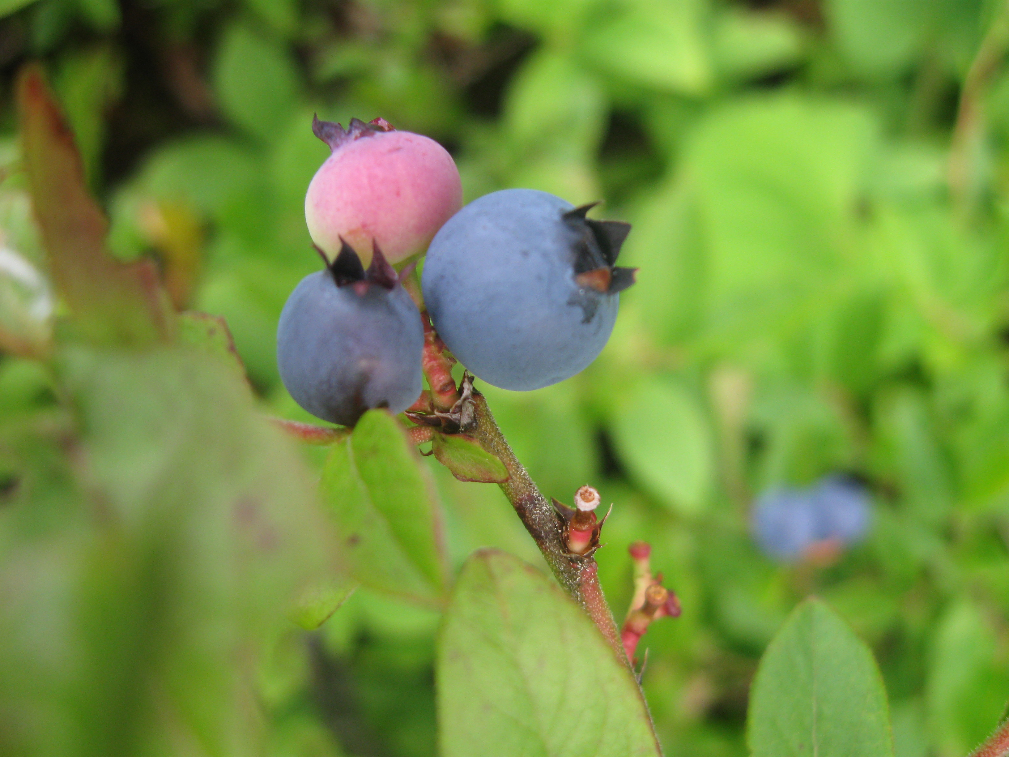 Blueberry Time